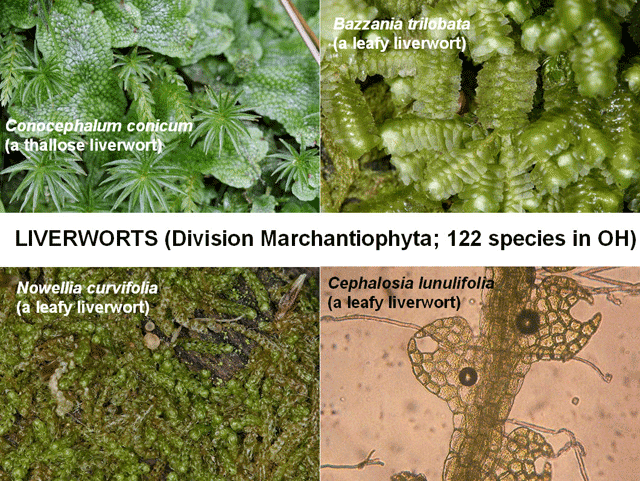 Marchantiophyta