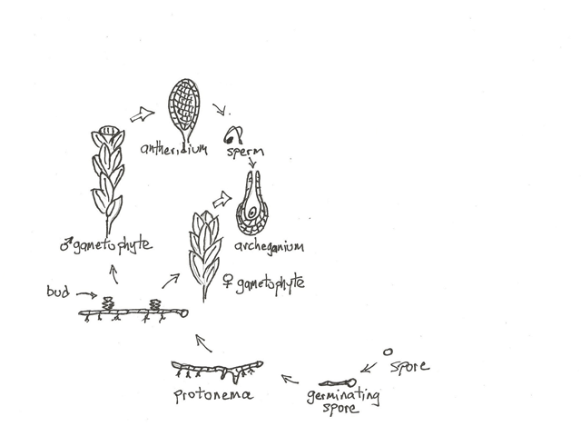 Moss Life Cycle 1/2