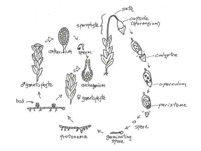 Moss Life Cycle 2/2
