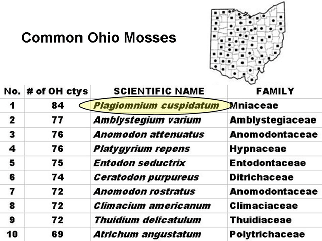 Common Ohio mosses