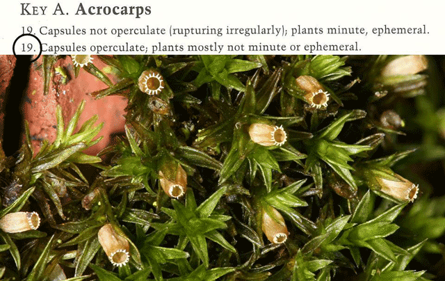 Orthotrichum moss