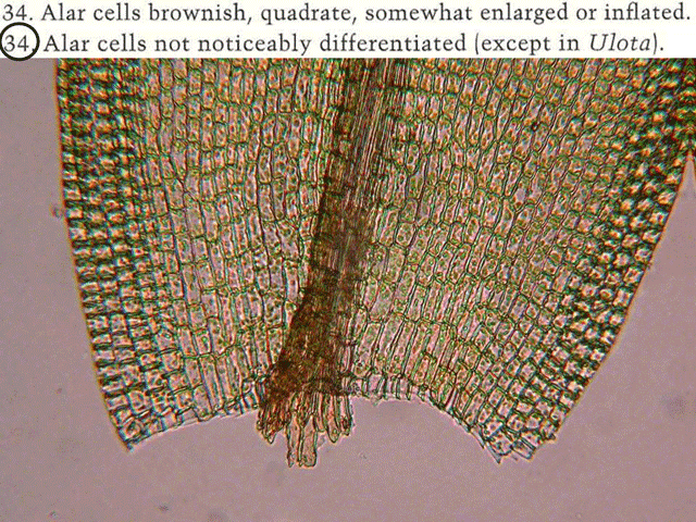 Orthoyrichum alar cells