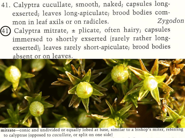 Orthotrichum calypra