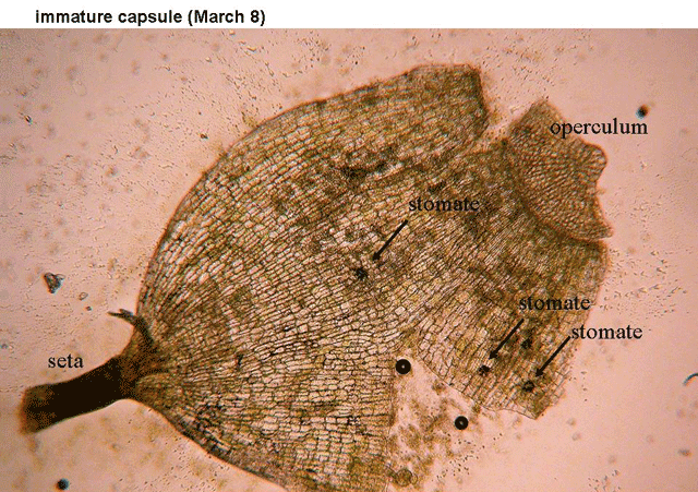 Orthotrichum capsule