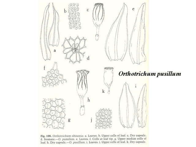 Orthotrichum in Crum Key