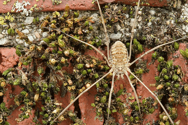 Orthotrichum and opilionid