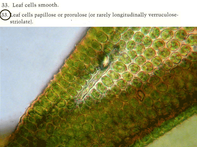 Orthotrichum cells