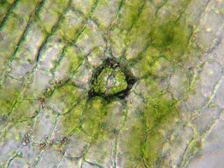 Orthotrichum stomata