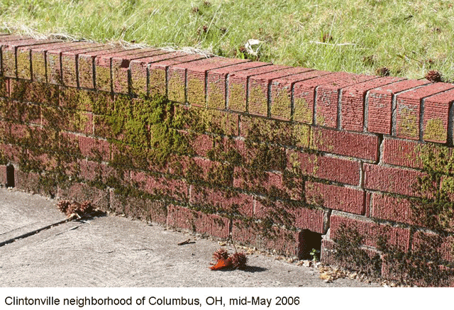 Moss on wall