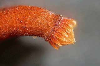 peristome