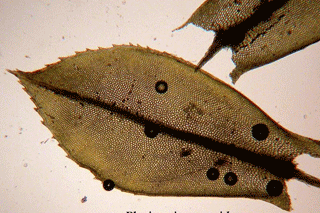 Plagiomnium leaf