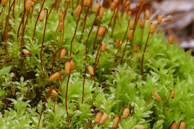 Plagiomnium cuspidatum plant