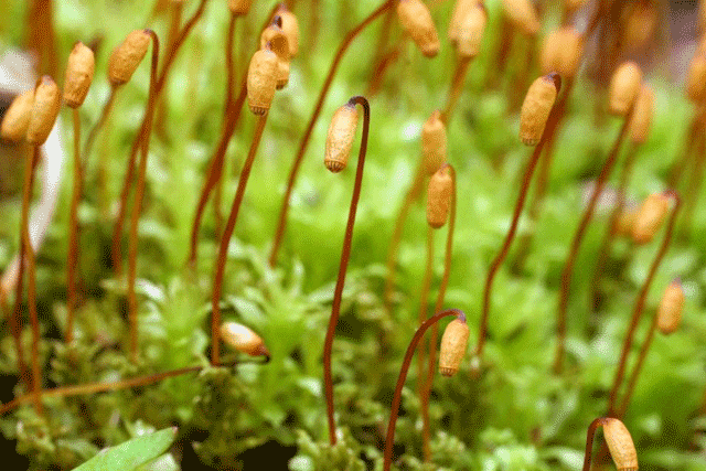 Plagiomnium sporophyte
