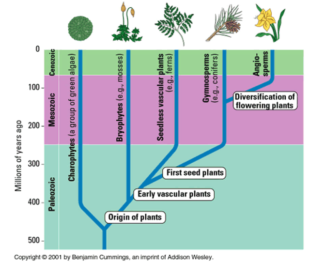 Plant Phylogeny