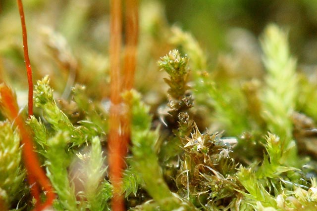 Platygyrium propgula