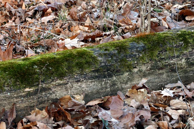 Log