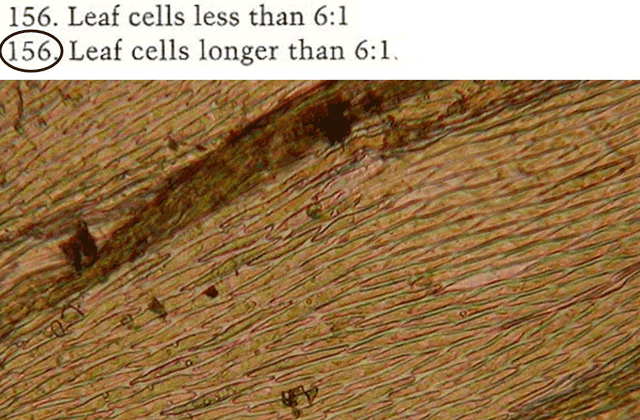 Platygyrium cell shape