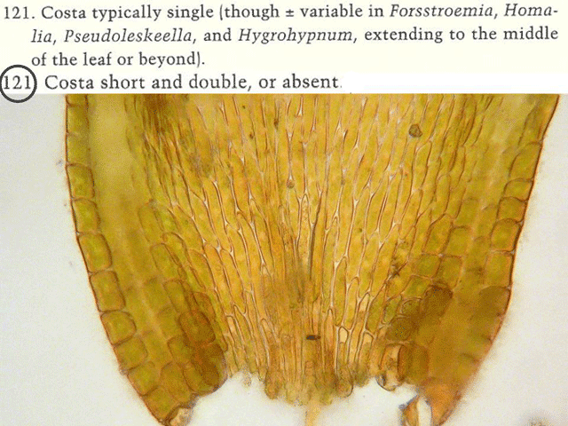 Platygyrium costa