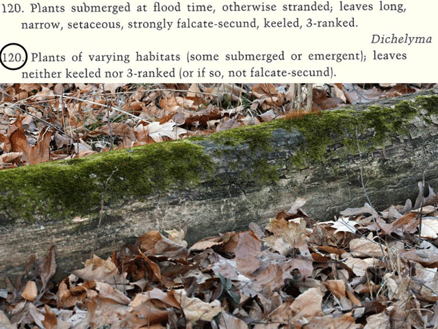 Platygyrium log