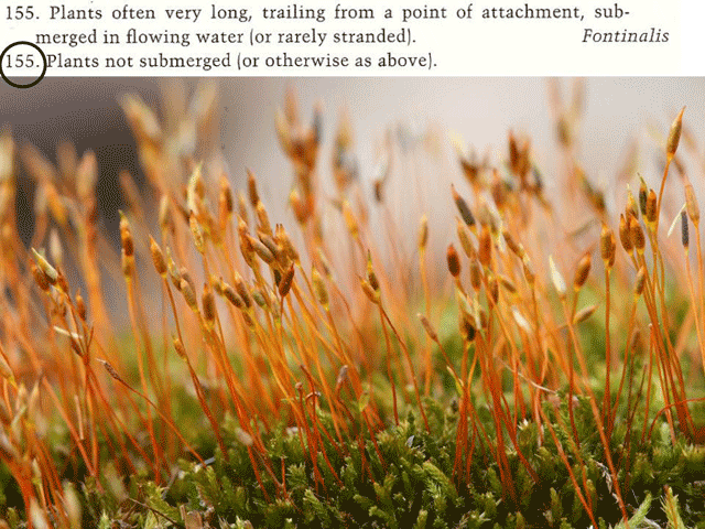 Platygyrium not submerged