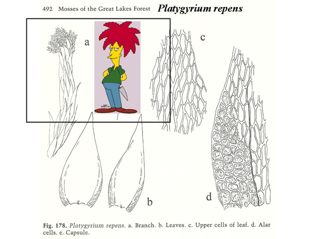 Platygyrium repens