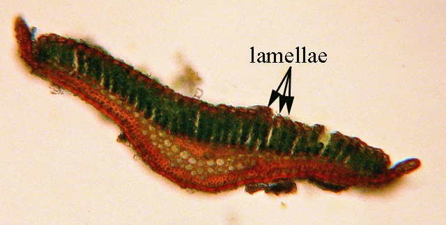 Polytrichum leaf XS