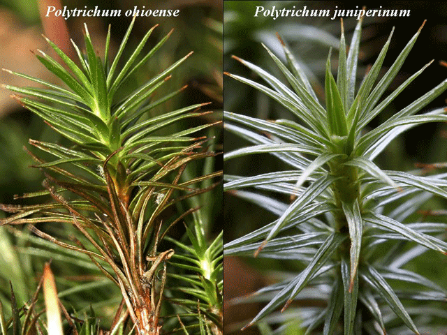 Polytrichum gametophytes