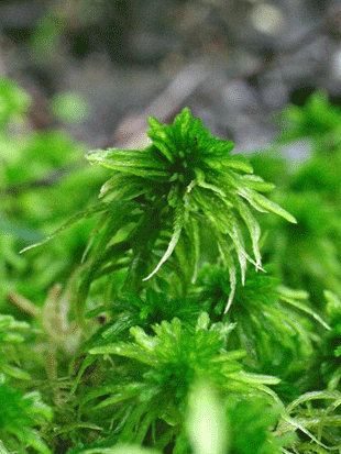 SPHAGNUM