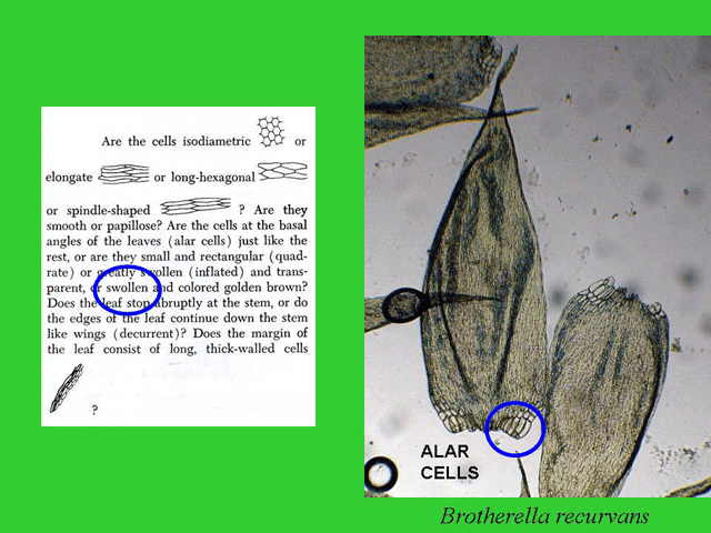 Cell Features Alae Example