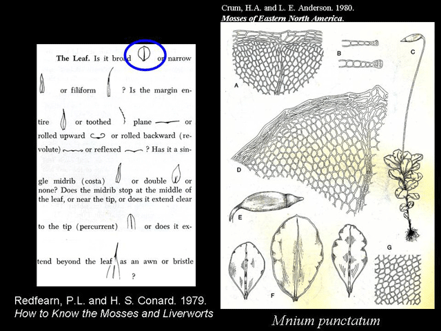 Leaf Features broad example