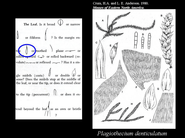 Leaf Feature entire example