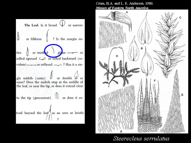 Leaf Feature serrate example