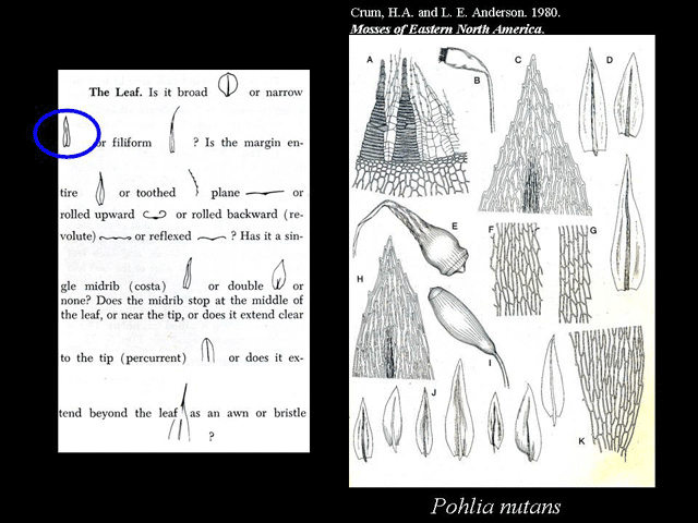 Leaf Features narrow example