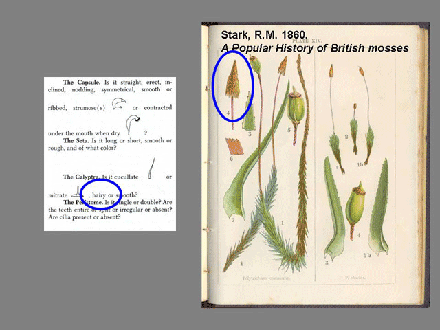 Sprophyte Feature calyptra example