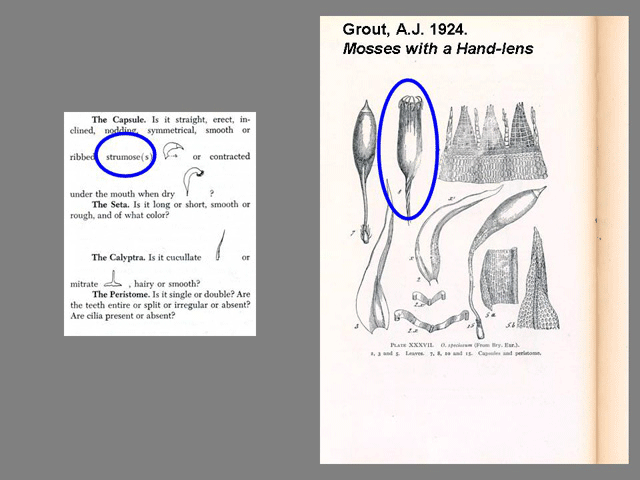 Sporophyte Features capsule example