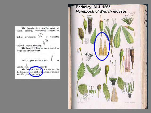 Sporophyte Feature peristome example