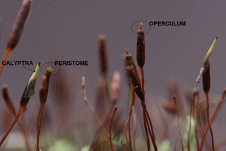 sporophytes