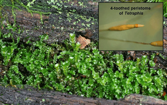 Tetraphis pellucida