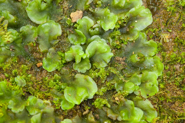 thallose liverworts