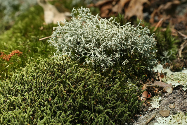 Hedwigia and Cladina